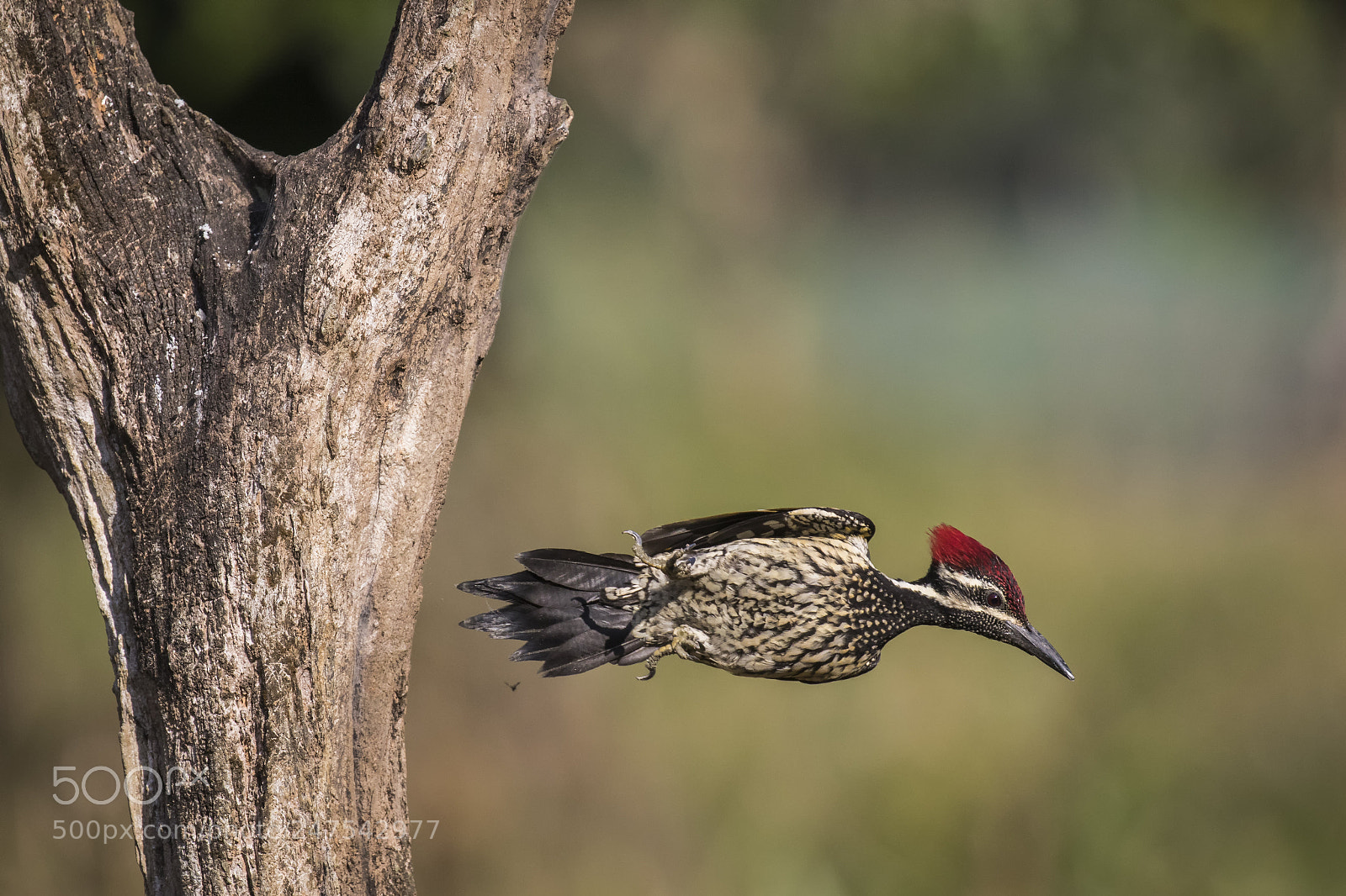Canon EOS 7D Mark II sample photo. Action photography