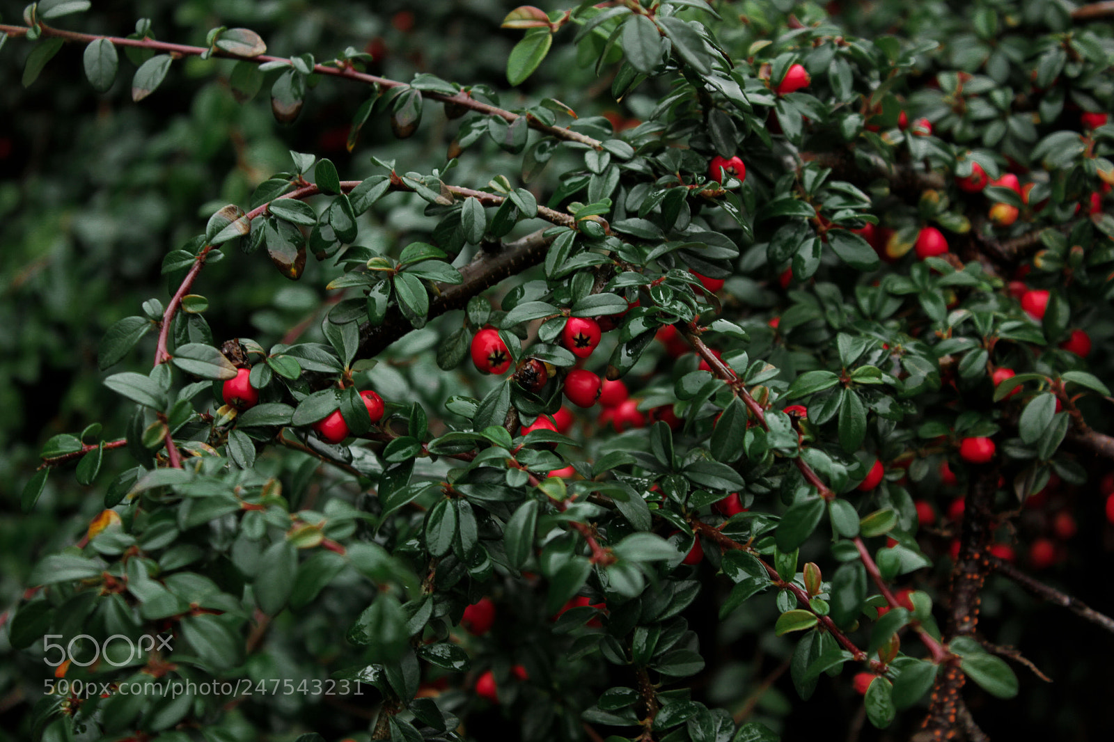 Canon EOS 550D (EOS Rebel T2i / EOS Kiss X4) sample photo. Winter nature photography