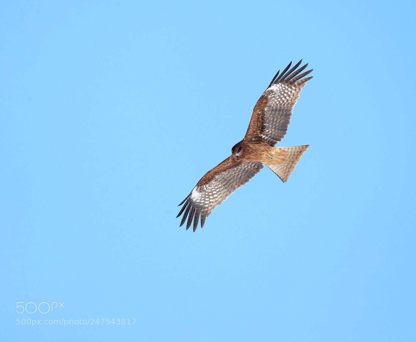 Canon EOS-1D X Mark II sample photo. トビ black kite photography