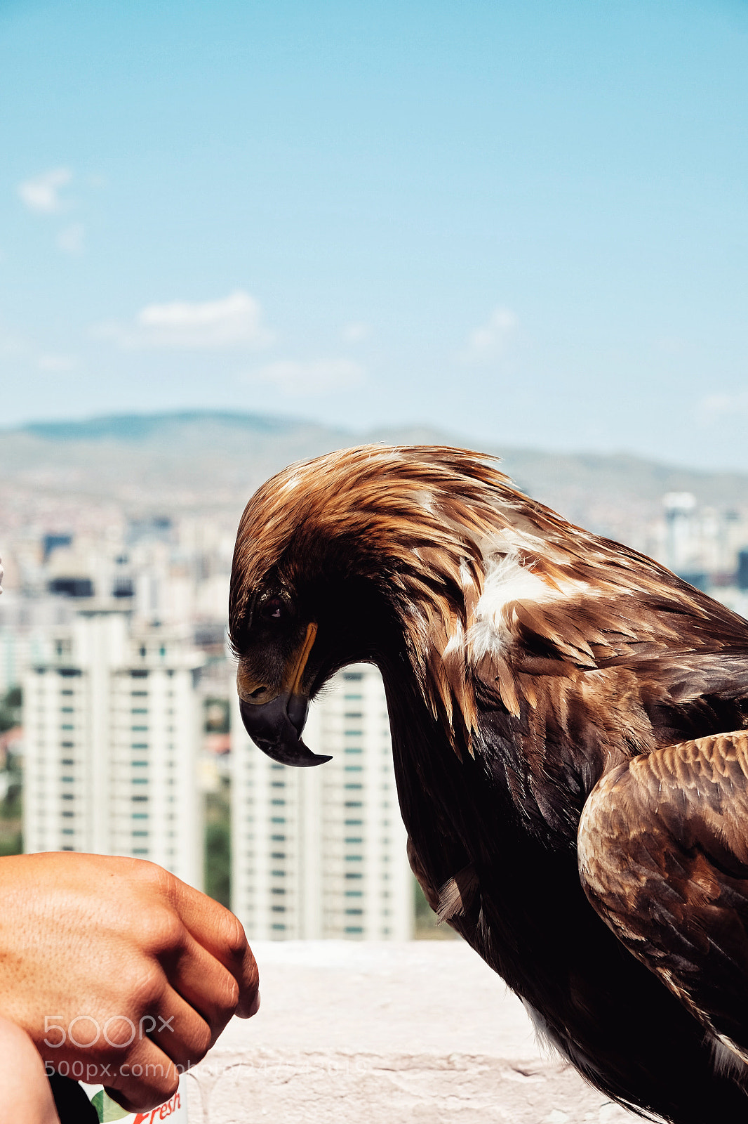 Fujifilm X-E2 sample photo. Eagle master | 14 july 2017 photography