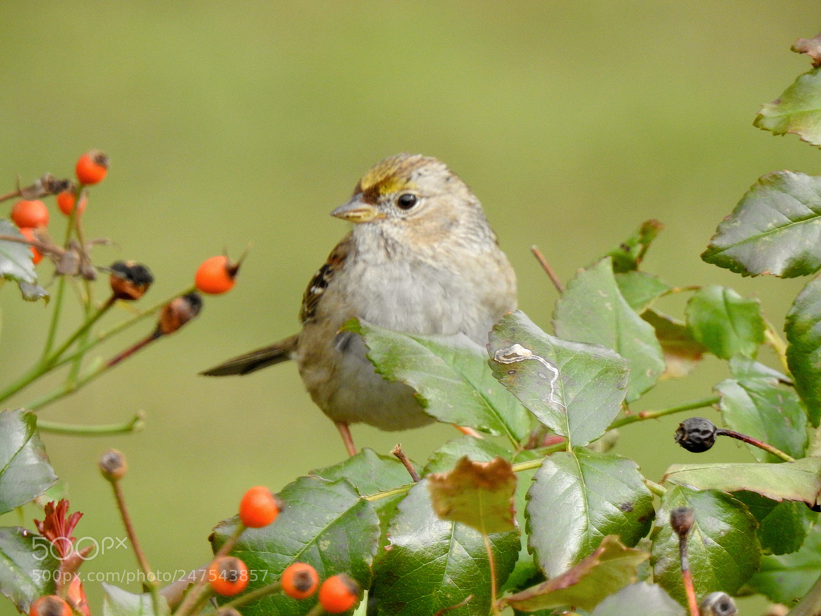 Nikon Coolpix P900 sample photo. Golden-crowned sparrow photography