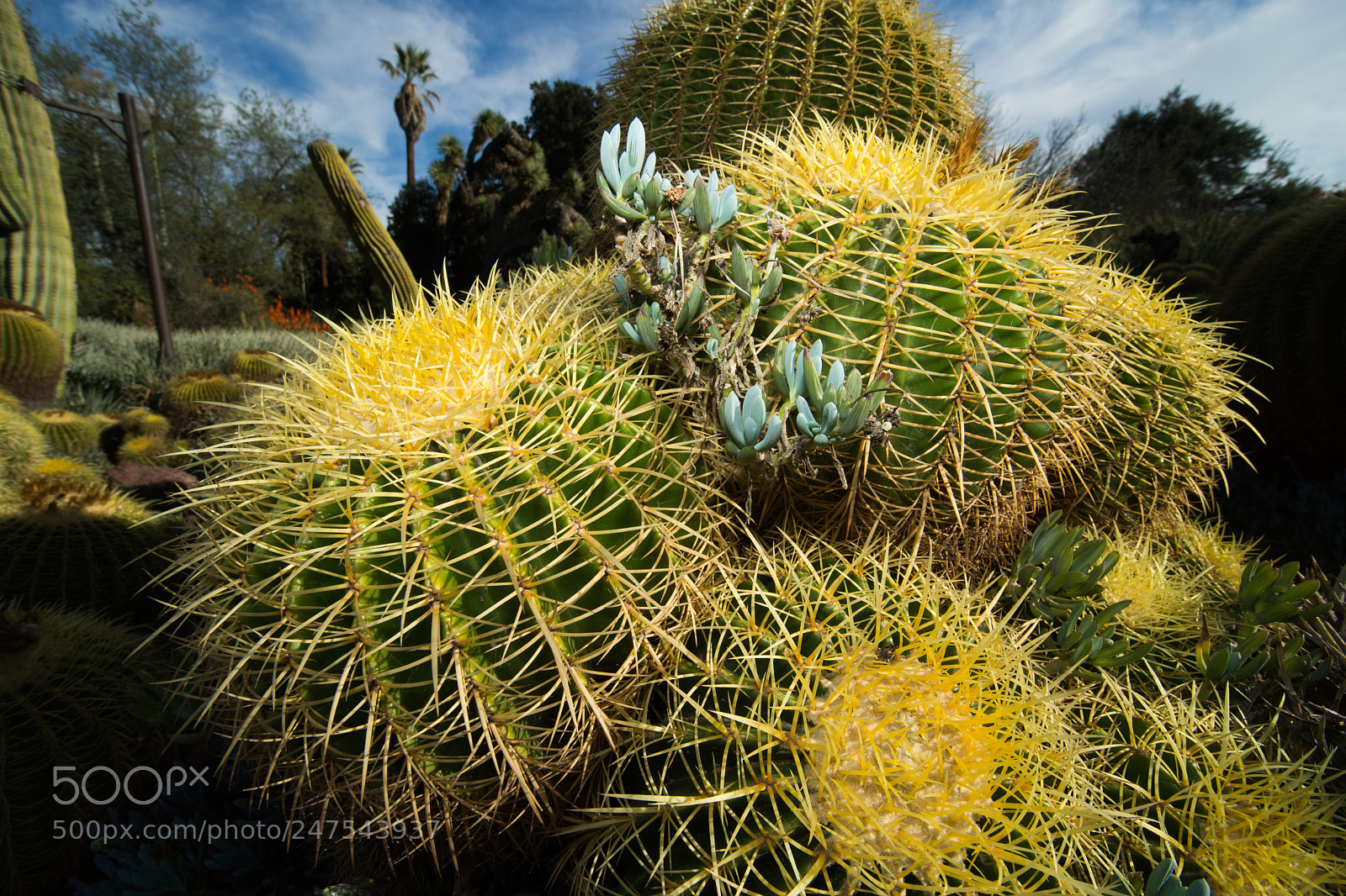 Sony SLT-A99V sample photo. Prickly photography