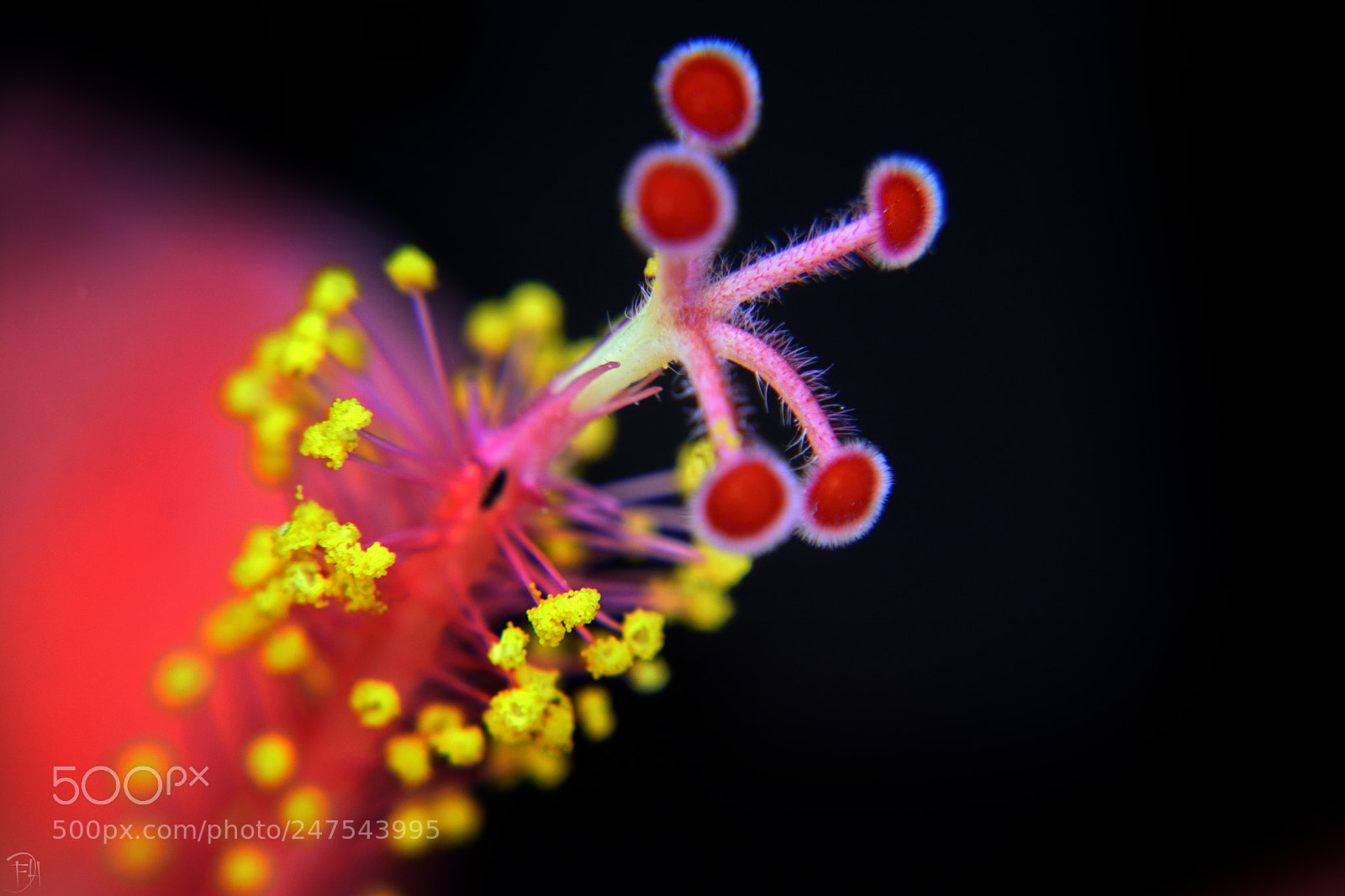 Nikon D7100 sample photo. Flower photography