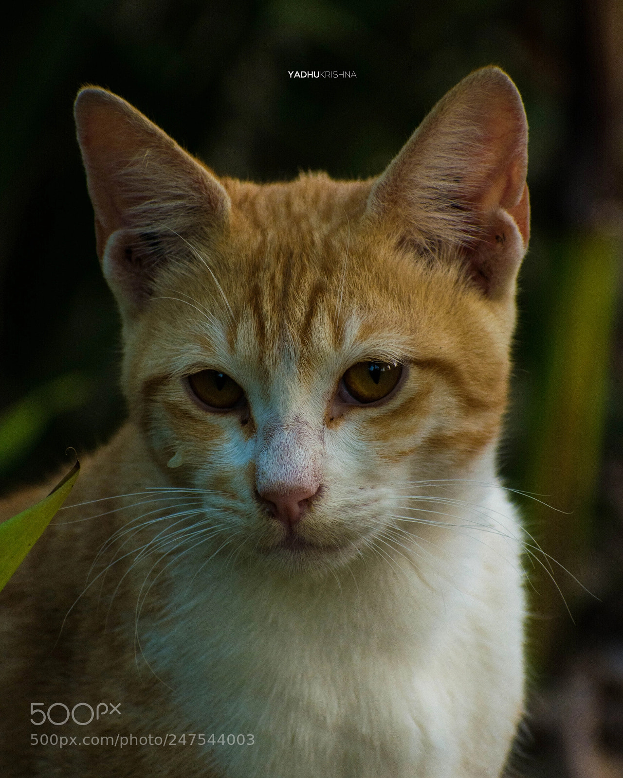 Nikon D5200 sample photo. Portrait of a cute photography