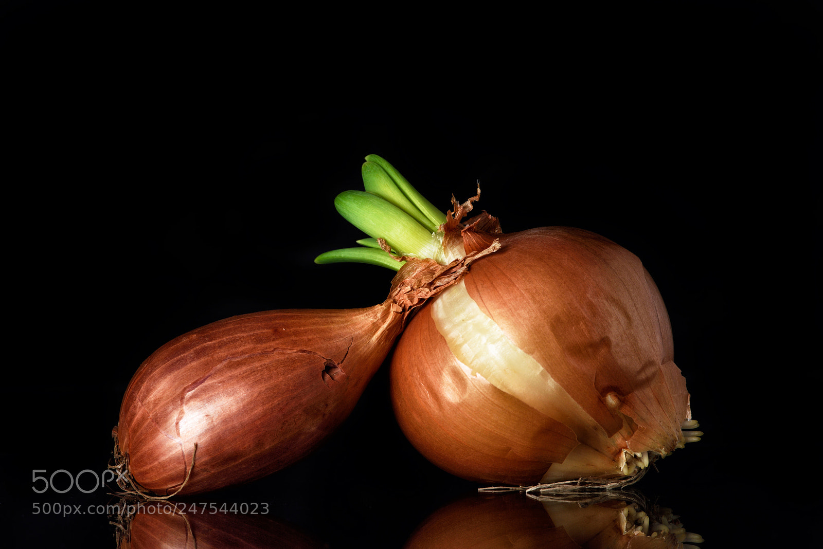 Nikon D810 sample photo. Lovely still life clxiv photography