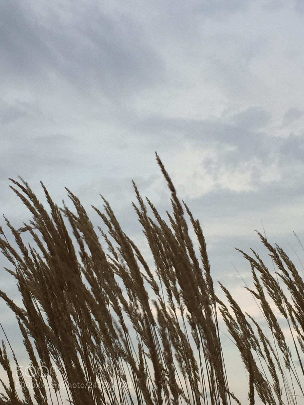 Apple iPhone 6 sample photo. Prairie gold photography