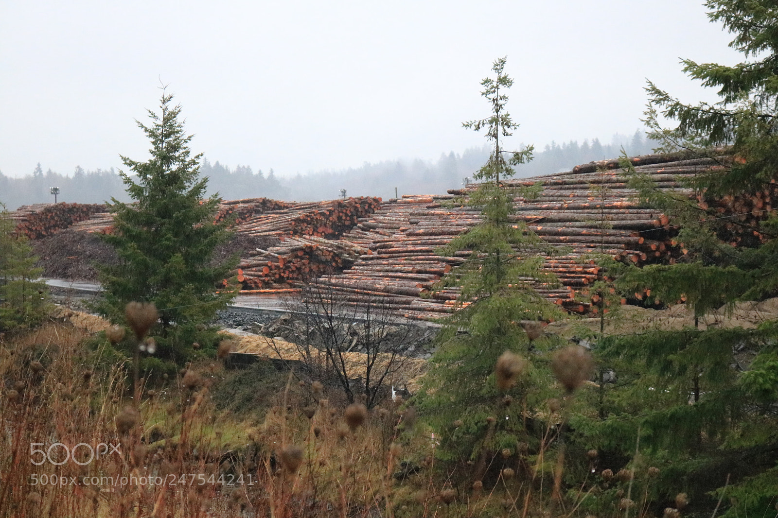 Canon EOS 750D (EOS Rebel T6i / EOS Kiss X8i) sample photo. 2018-01-23 16.17.47-2.jpg photography