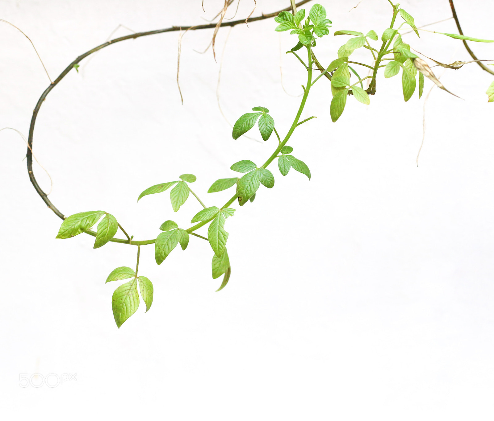 Canon EOS 700D (EOS Rebel T5i / EOS Kiss X7i) sample photo. Untitled photography