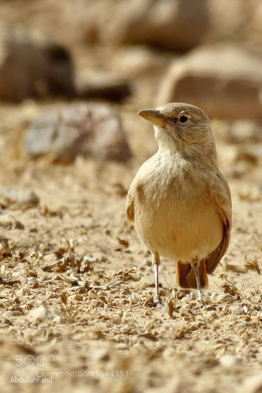Canon PowerShot SX60 HS sample photo. Desert lark photography