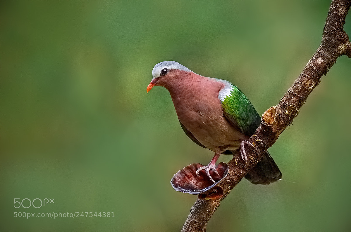 Nikon D700 sample photo. Emerald dove photography