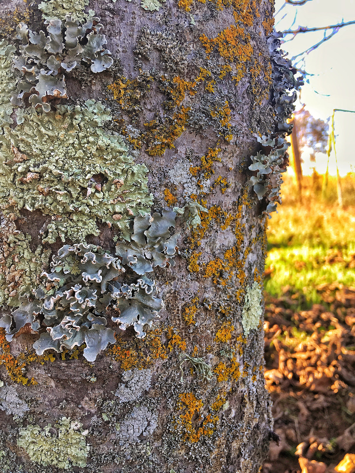 Apple iPhone SE sample photo. Patterns photography