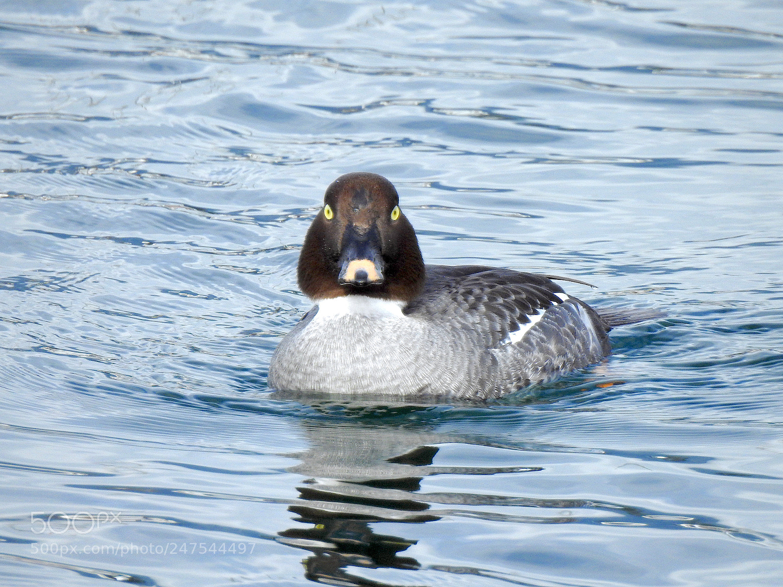 Nikon Coolpix P900 sample photo. Common goldeneye photography