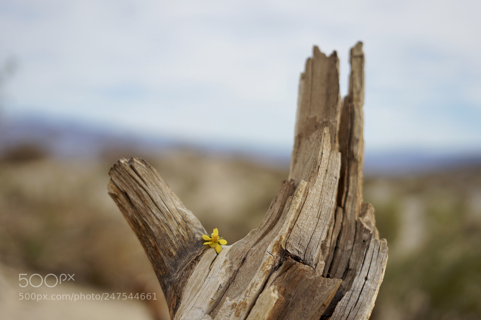 Sony a7 II sample photo. Untitled photography
