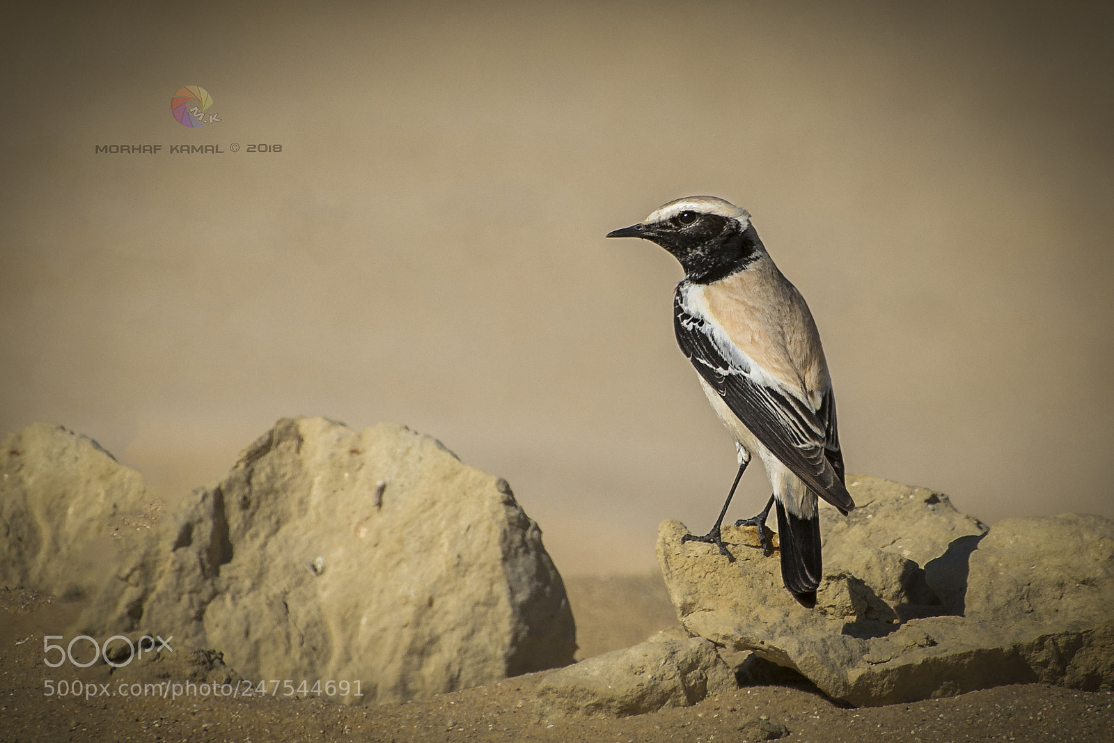 Nikon D7100 sample photo. Desert wheatear male photography
