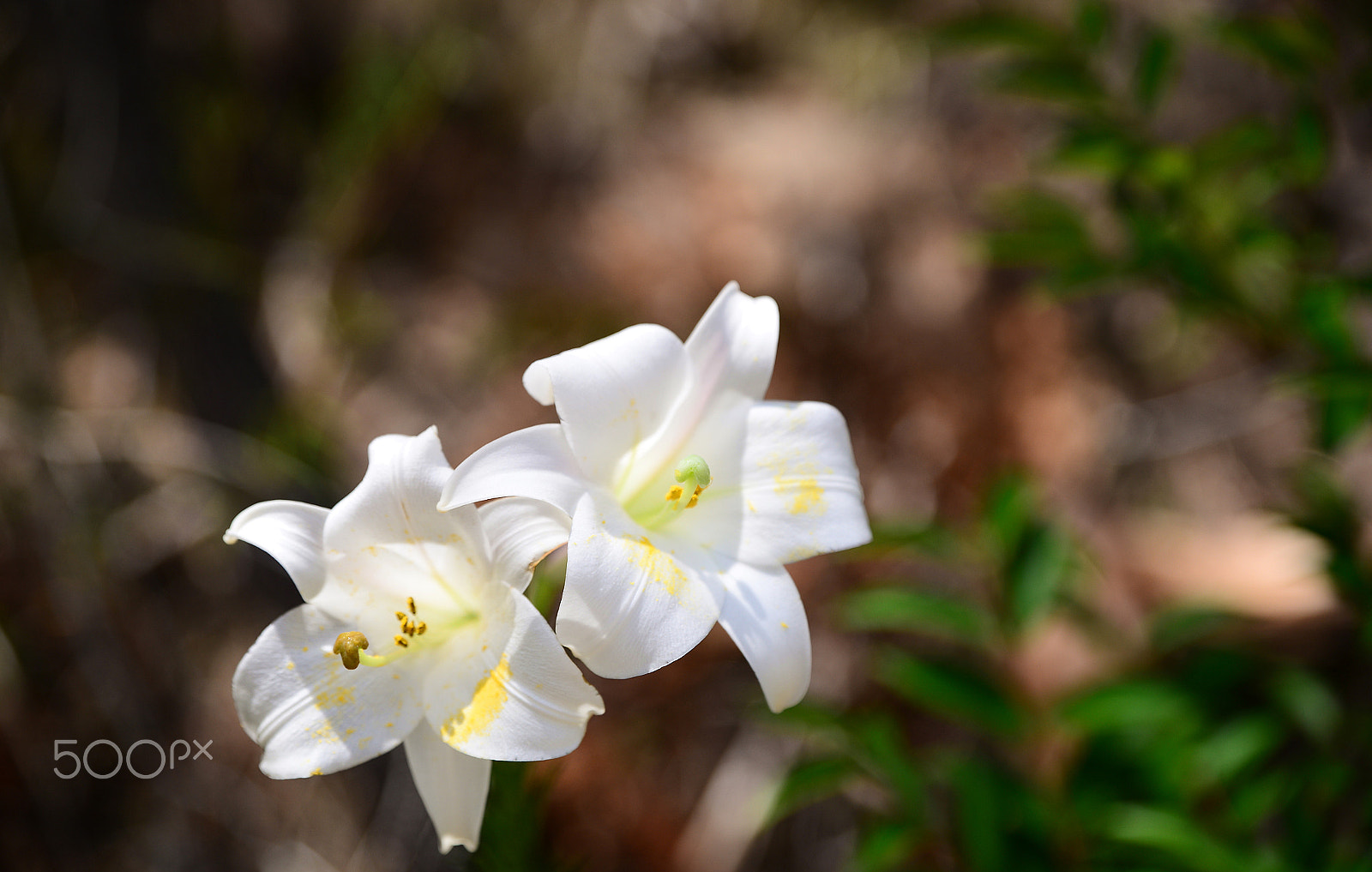 Nikon D610 + Tamron SP 24-70mm F2.8 Di VC USD sample photo. Some flowers photography