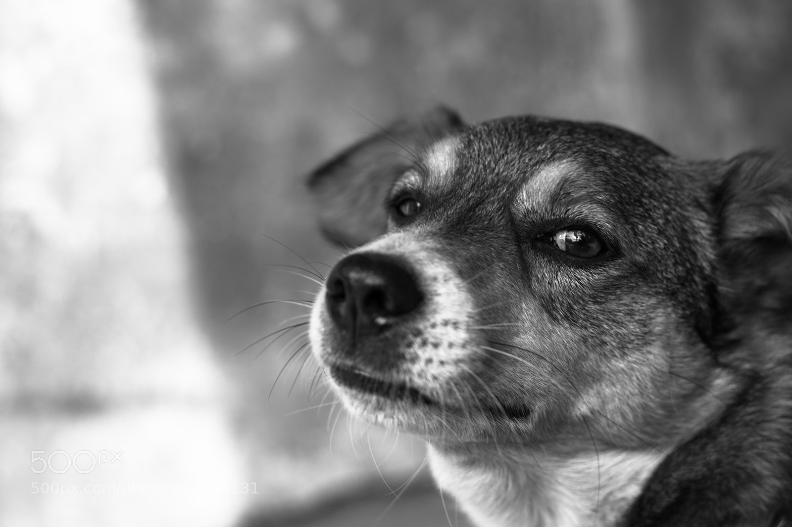 Canon EOS 750D (EOS Rebel T6i / EOS Kiss X8i) sample photo. Delhi photowalk photography