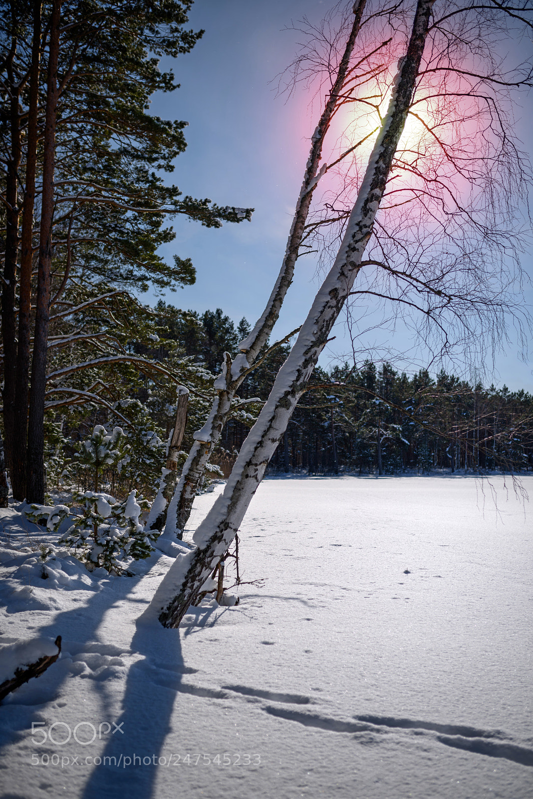 Nikon D810 sample photo. Winter landskape - at photography