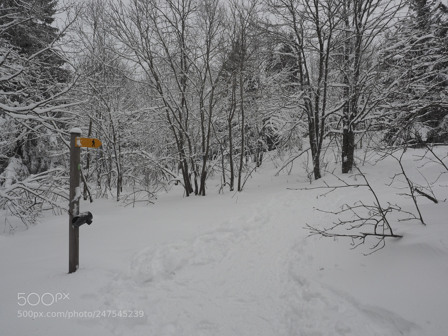 Olympus OM-D E-M1 sample photo. Winterlandschaft photography