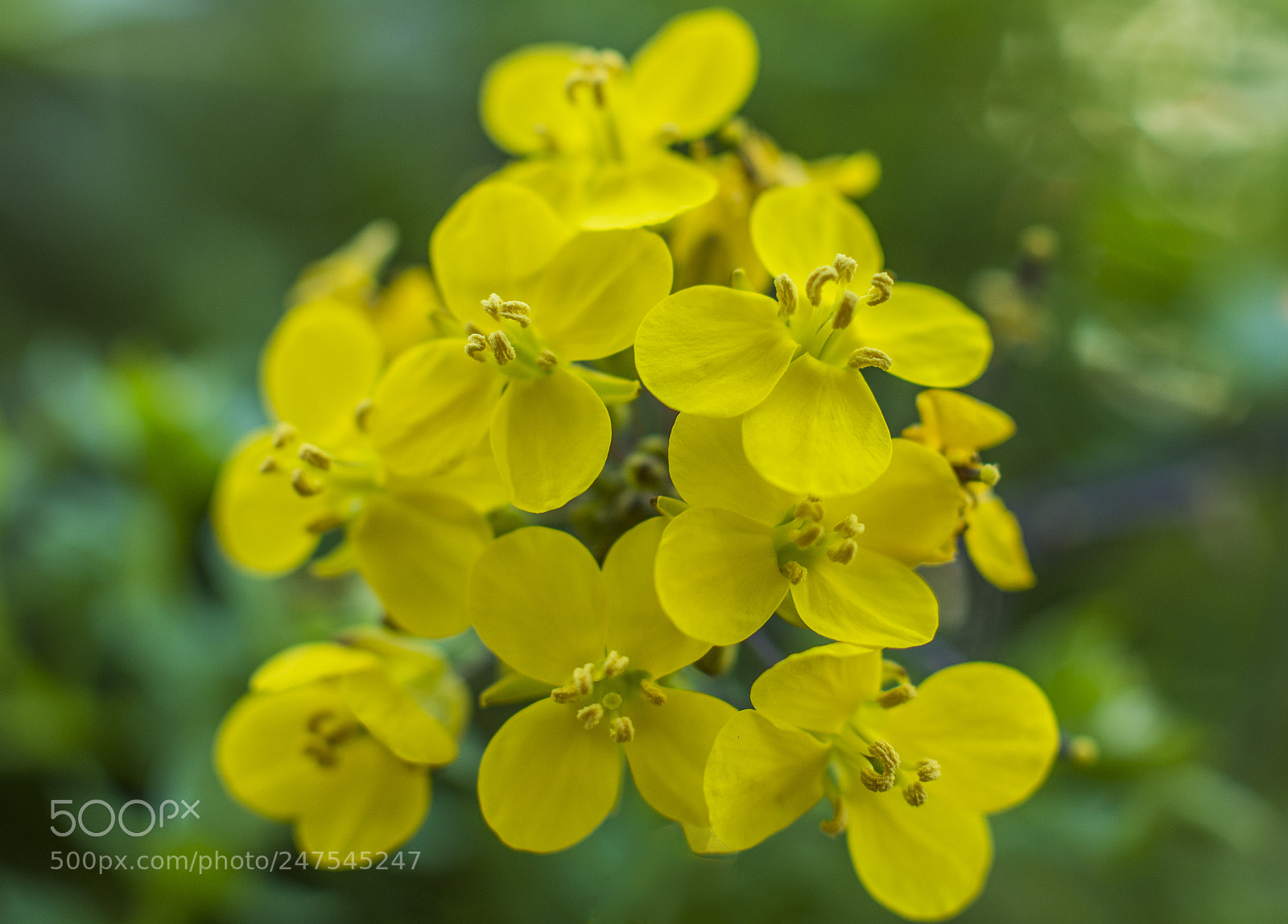 Nikon D7200 sample photo. Rape flower/油菜花 photography