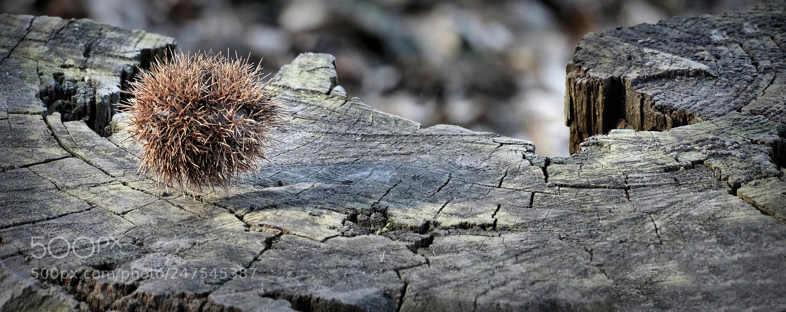Sony Cyber-shot DSC-HX300 sample photo. Castanea sativa - edelkastanie photography