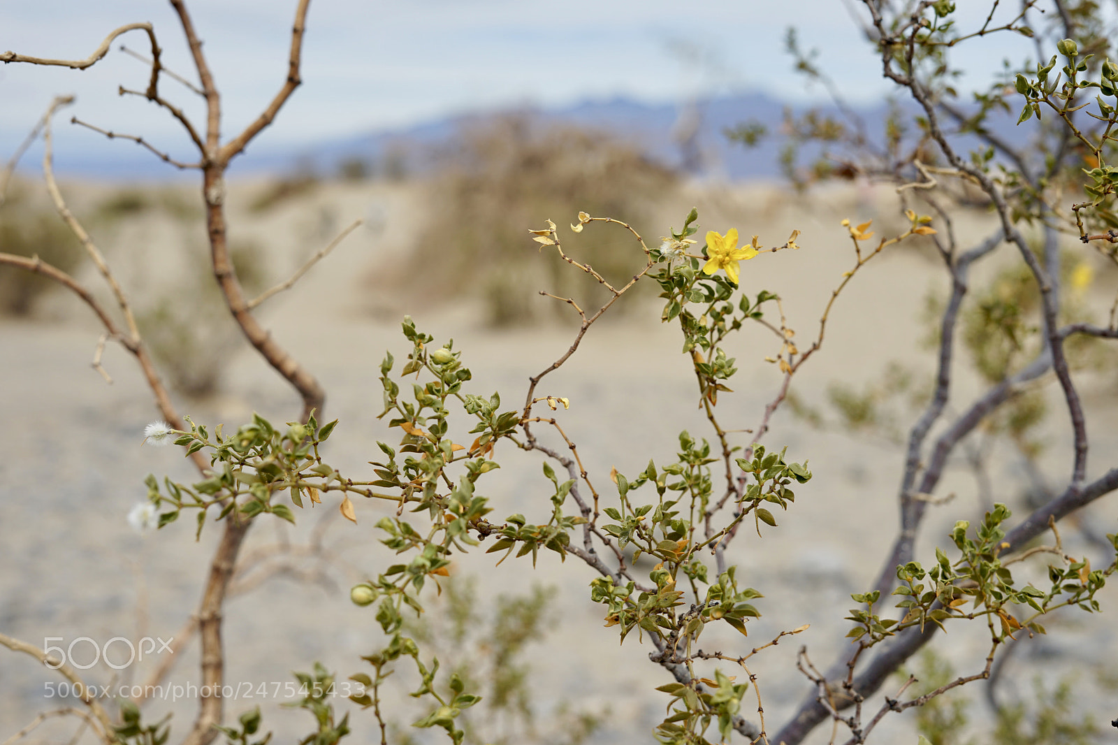 Sony a7 II sample photo. Untitled photography