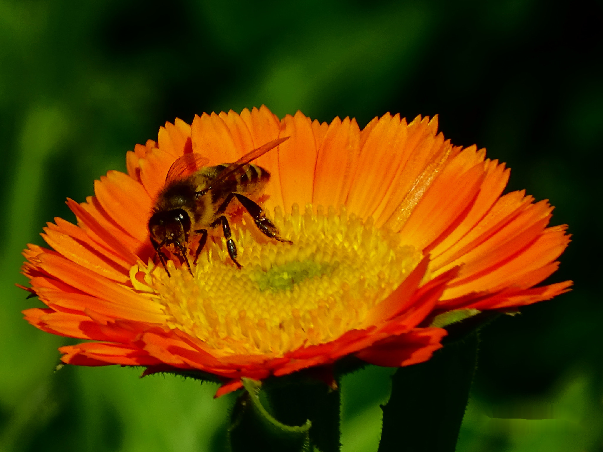 Sony Cyber-shot DSC-HX400V + Minolta AF 80-200mm F2.8 HS-APO G sample photo. 32_2018.jpg photography