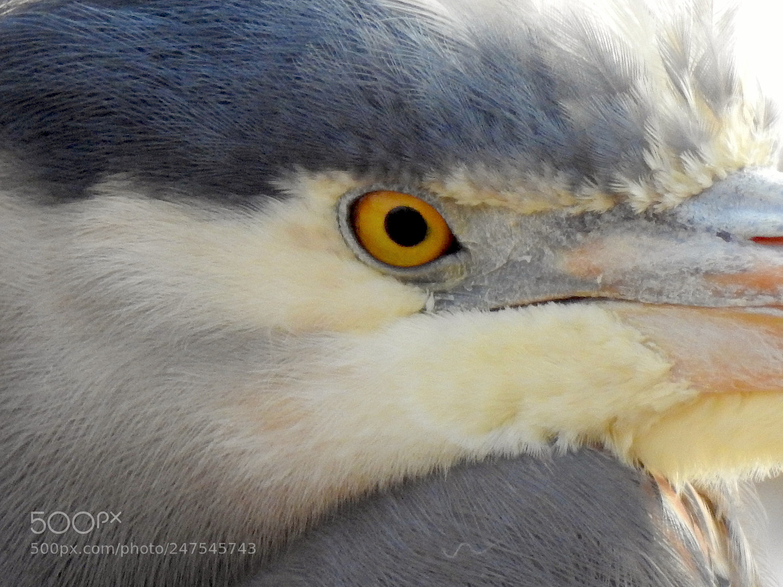 Nikon Coolpix P900 sample photo. Great blue heron photography
