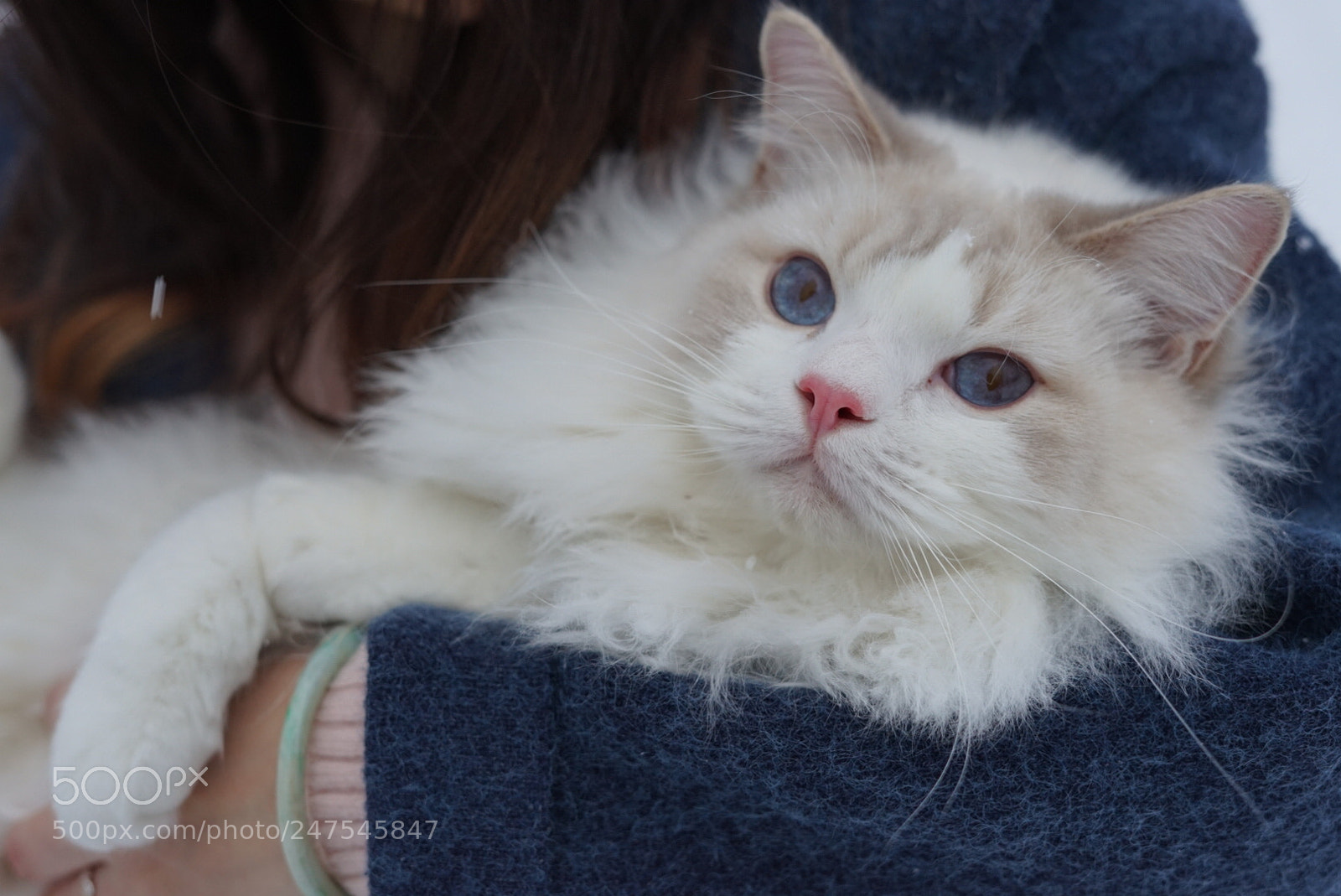 Sony a7 II sample photo. Untitled photography