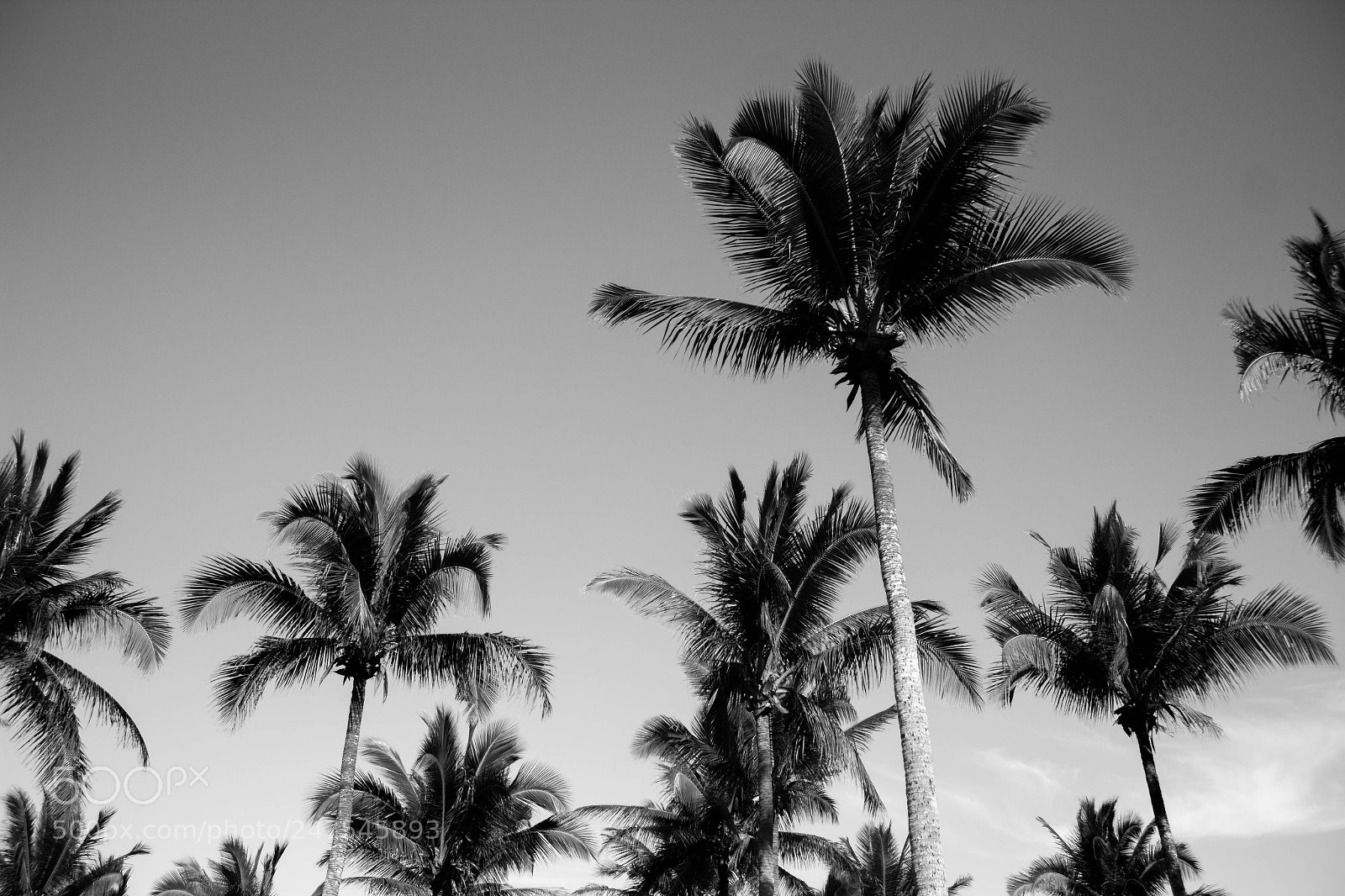 Canon EOS 1200D (EOS Rebel T5 / EOS Kiss X70 / EOS Hi) sample photo. Palm tree photography