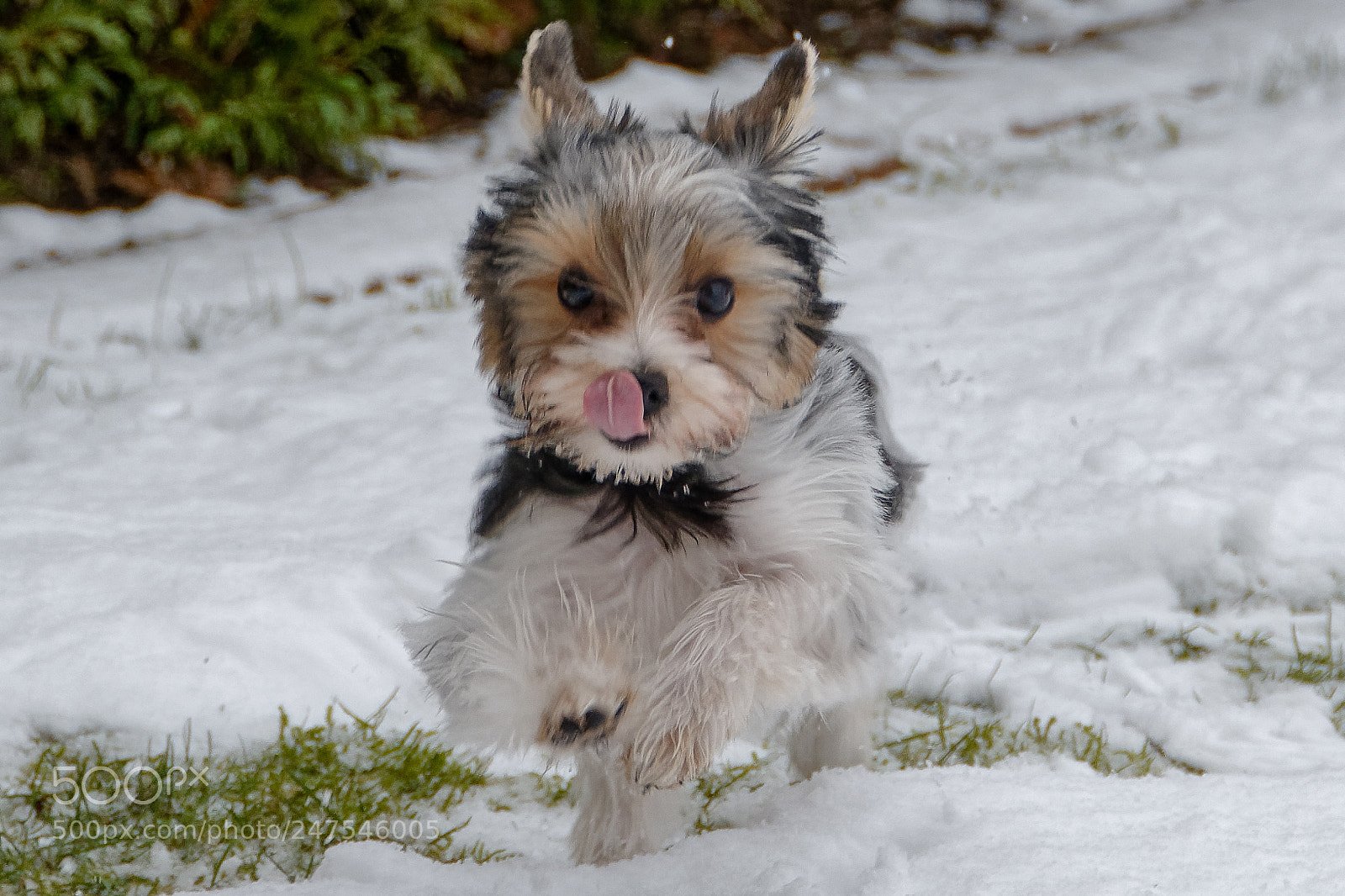 Nikon D7100 sample photo. Puppys first snow photography