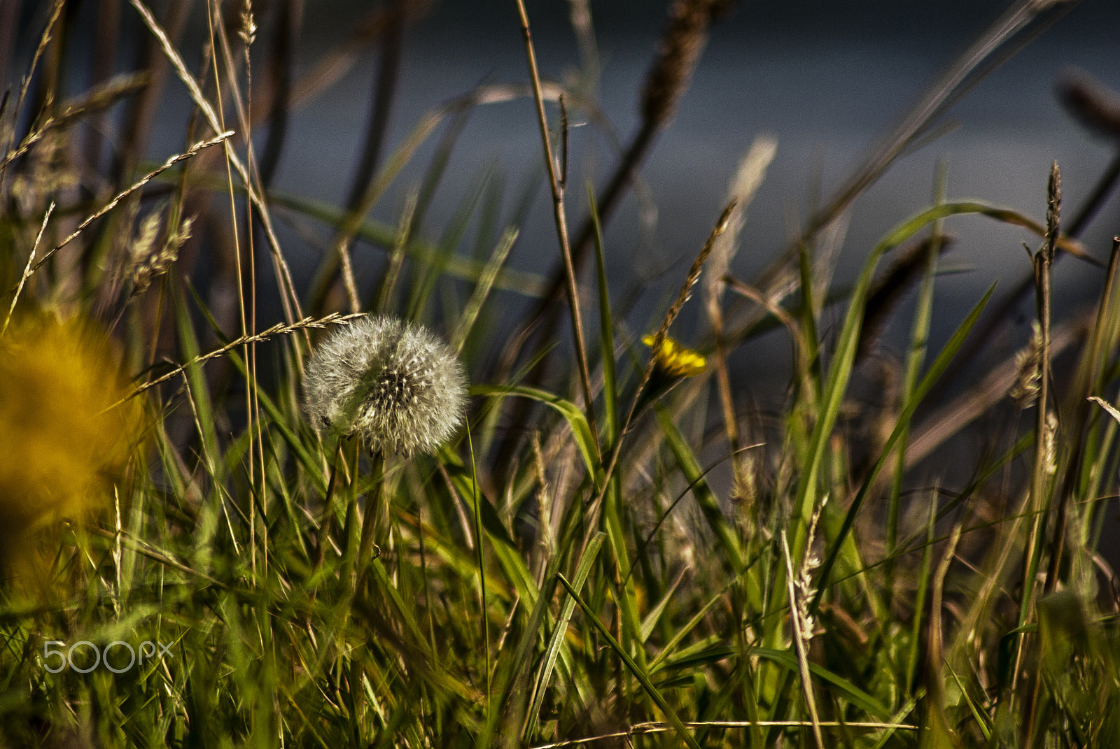 Pentax K-m (K2000) sample photo. Nature: wild -chaotic-in order=peaceful photography