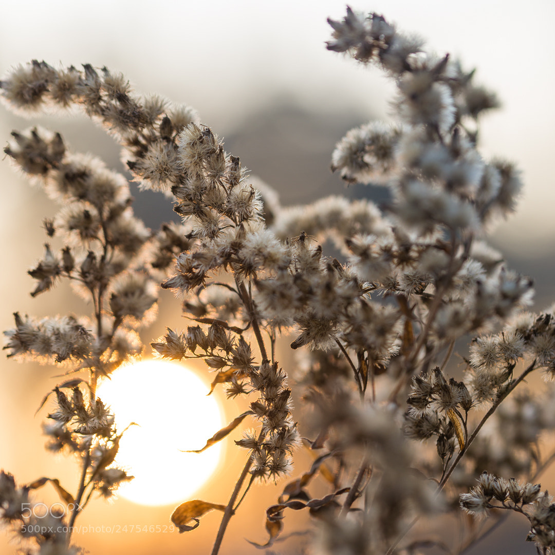 Nikon D610 sample photo. Sunset colors photography