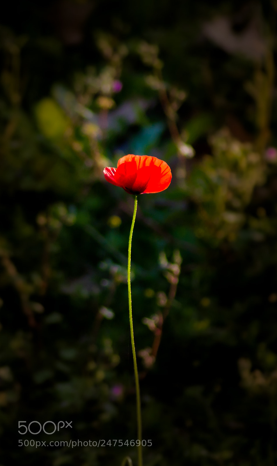 Nikon D3100 sample photo. Enough photography