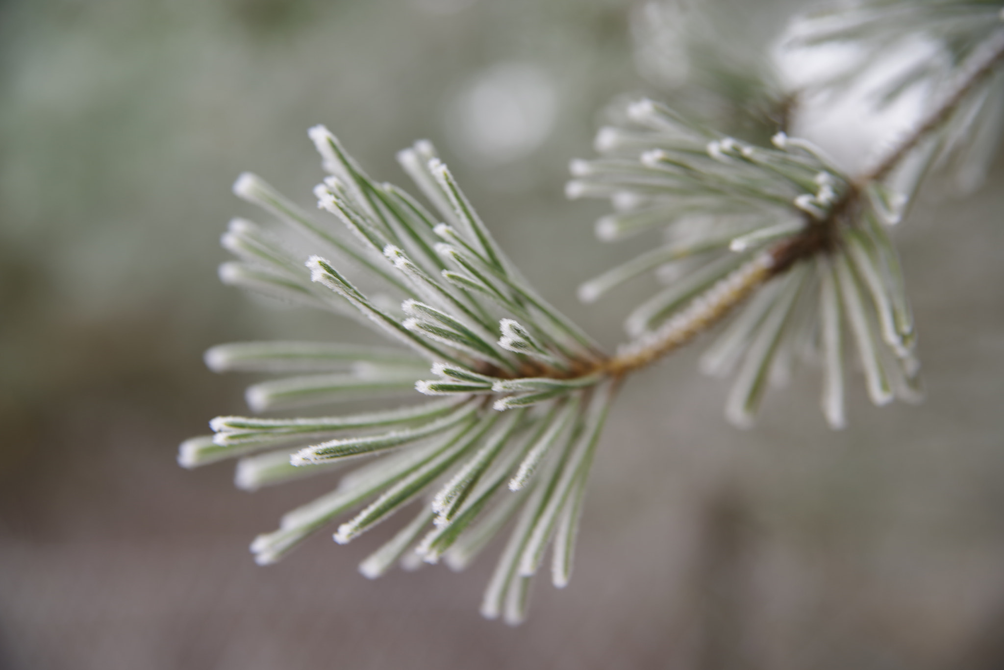 Pentax K-1 sample photo. Soft rime photography