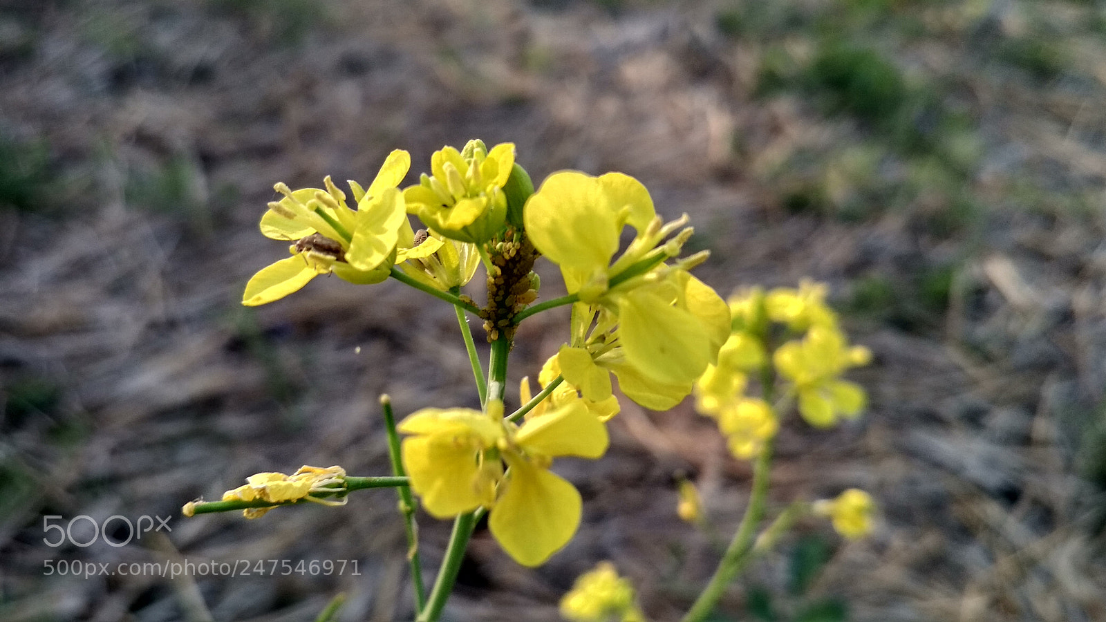 Xiaomi Redmi 4 Pro sample photo. Yellow flower photography