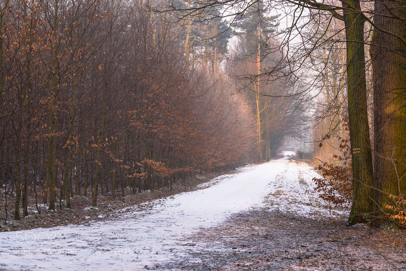Nikon D610 sample photo. *** photography