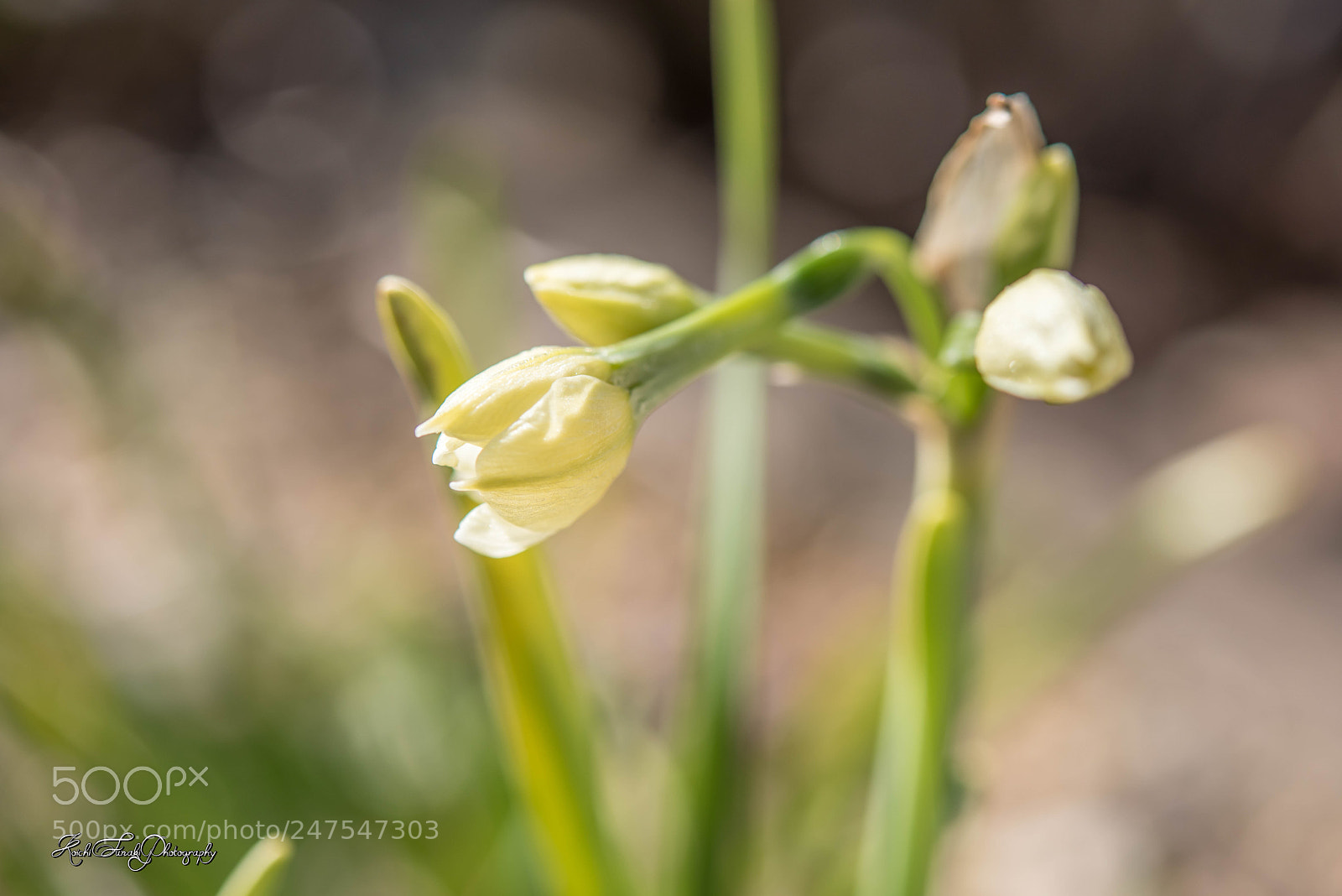 Nikon D810 sample photo. Spring comes photography