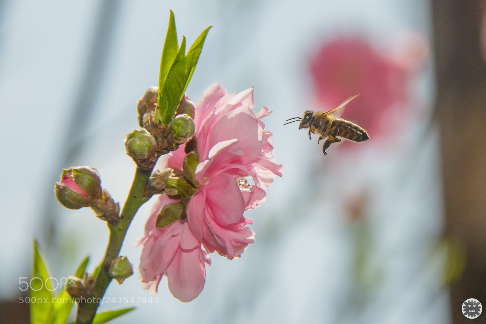Canon EOS 7D Mark II sample photo. Untitled photography