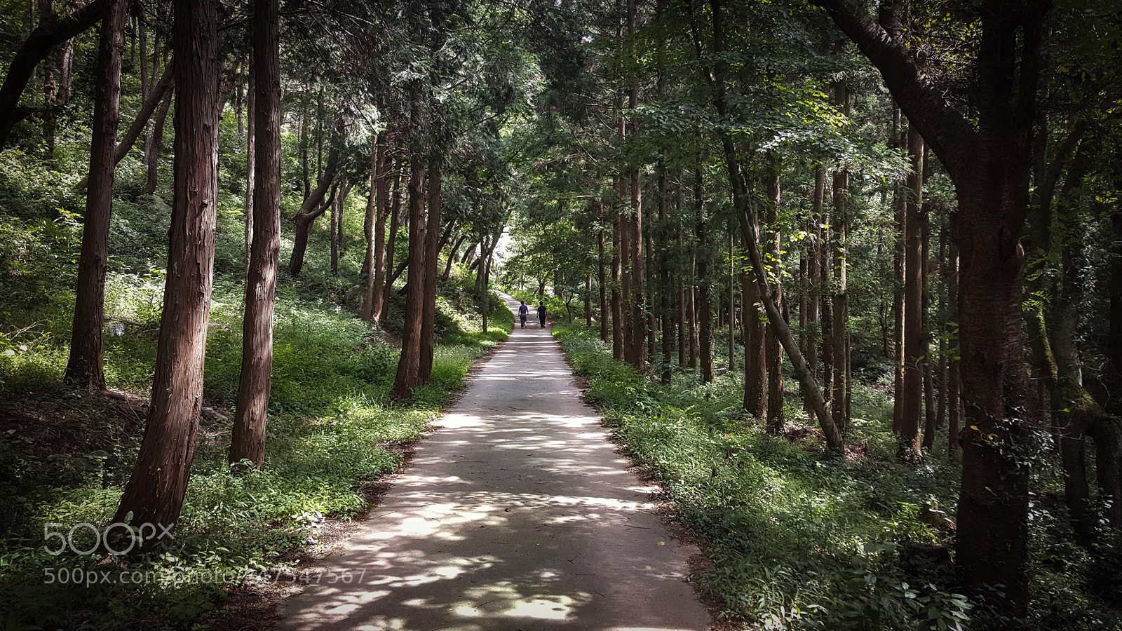 Samsung Galaxy Note5 sample photo. A walk in the photography