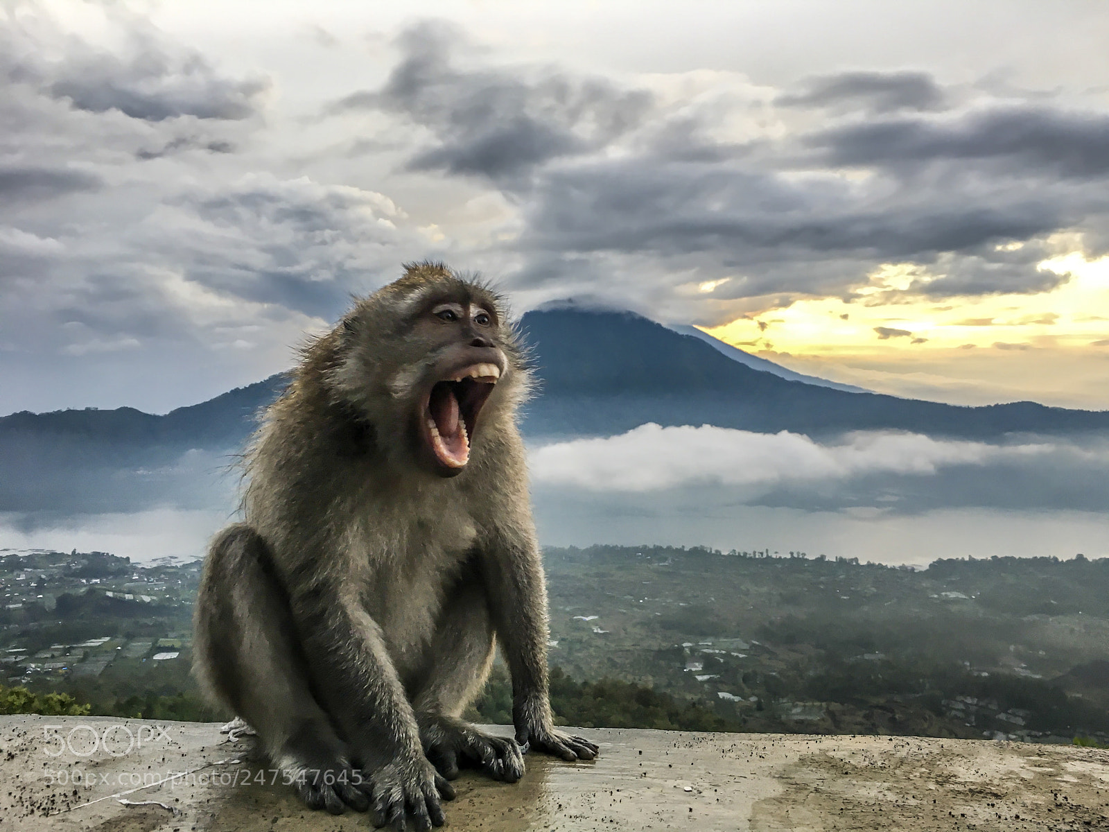 Apple iPhone 6s sample photo. Monkey on batur photography