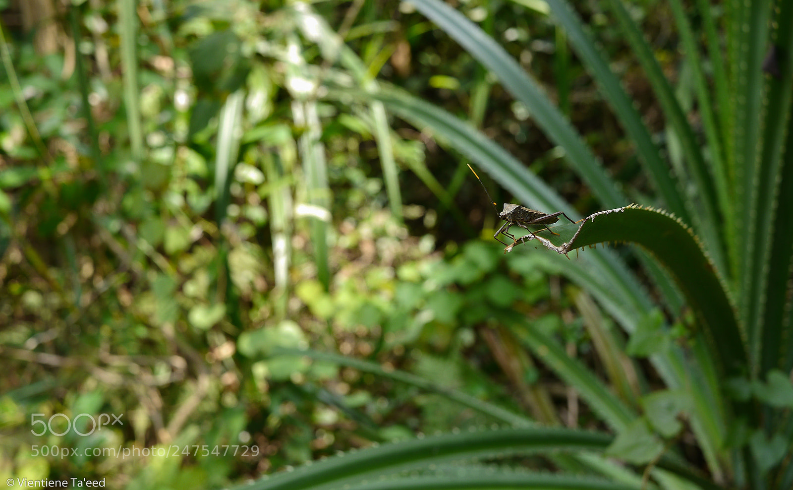 Panasonic Lumix DMC-G5 sample photo. Outreach photography