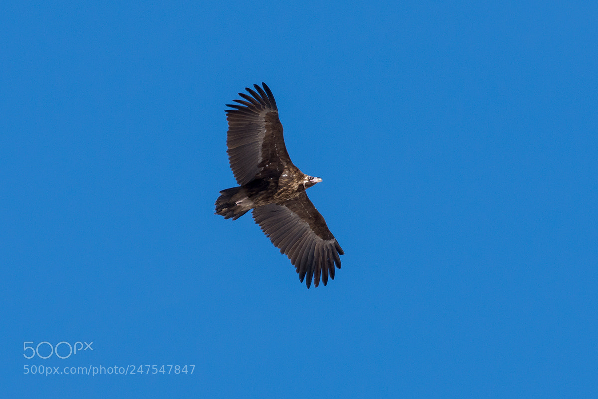 Nikon D7200 sample photo. Vulture photography