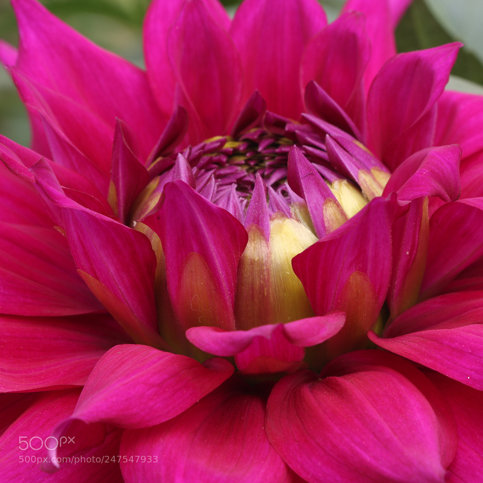Canon EOS 700D (EOS Rebel T5i / EOS Kiss X7i) sample photo. Dahlia flower photography
