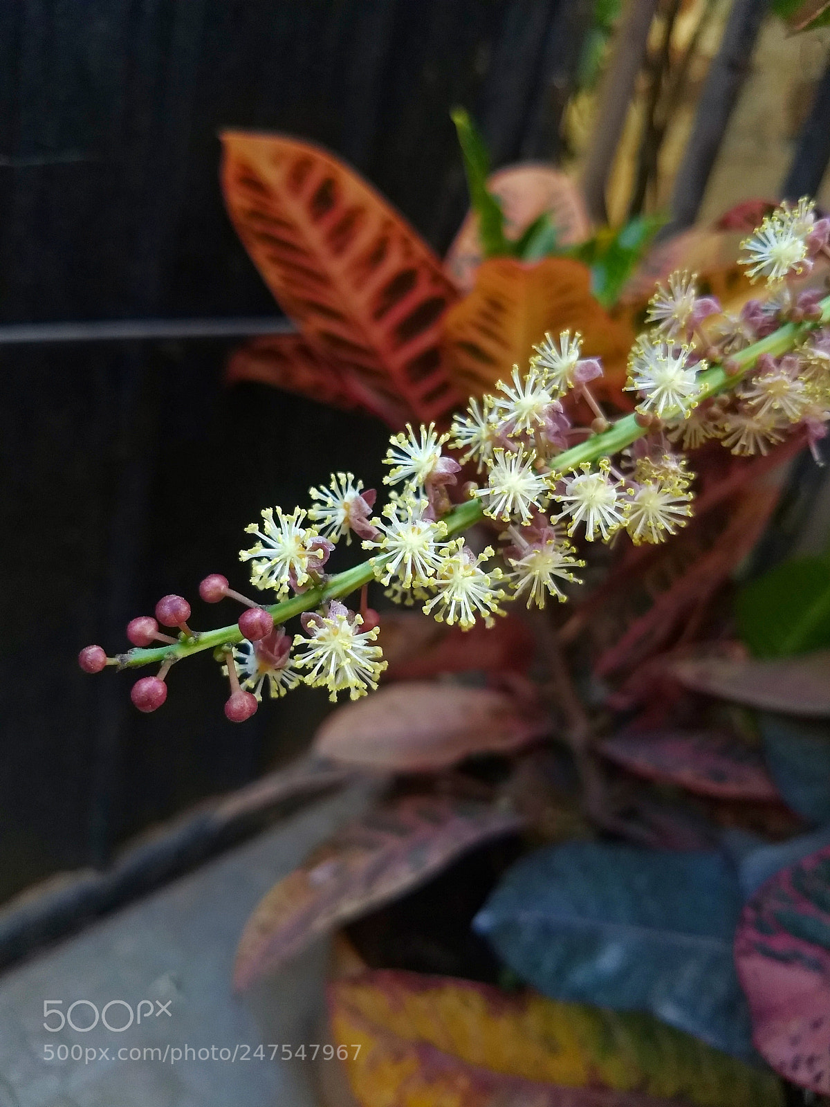 Motorola Moto G (5) Plus sample photo. Blooming of small flowers photography