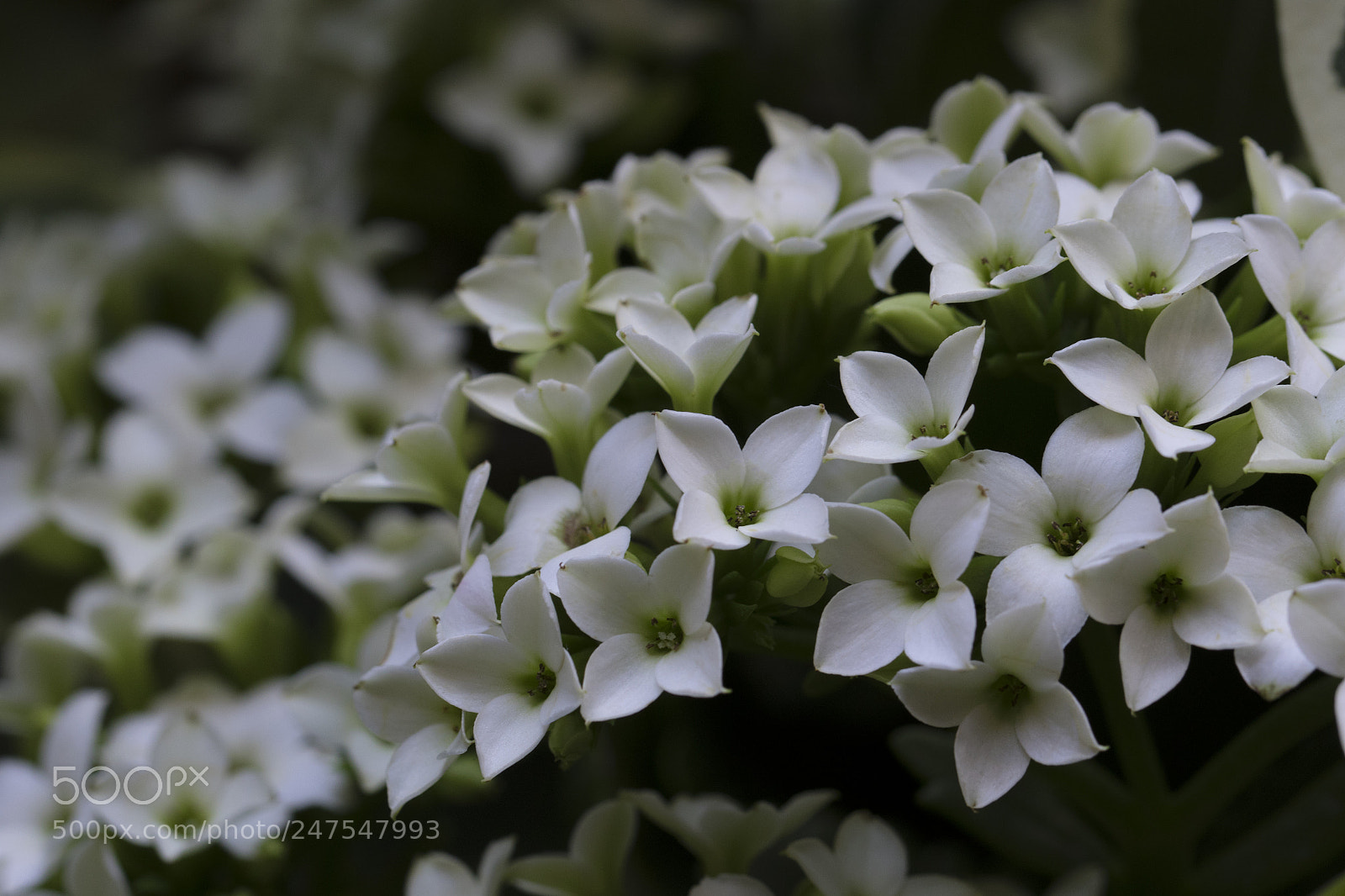 Canon EOS 7D Mark II sample photo. Denver botanic gardens photography