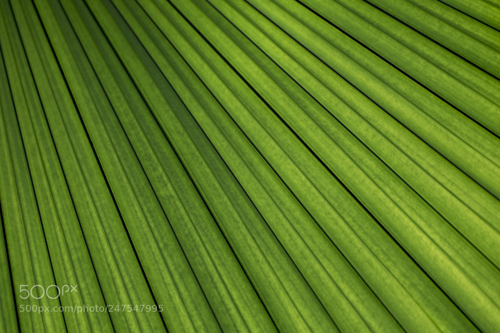 Canon EOS 7D Mark II sample photo. Denver botanic gardens photography