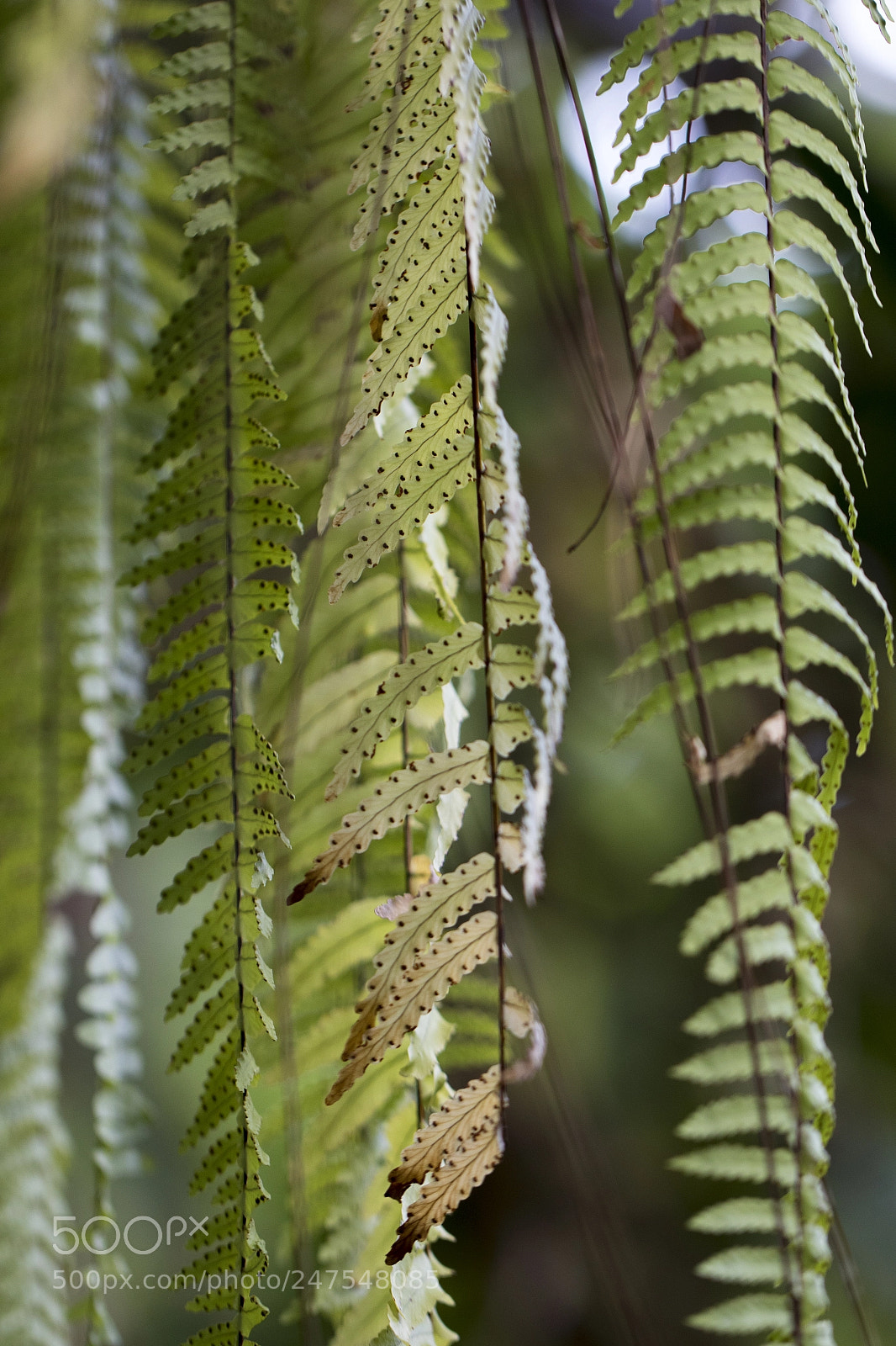 Canon EOS 7D Mark II sample photo. Denver botanic gardens photography