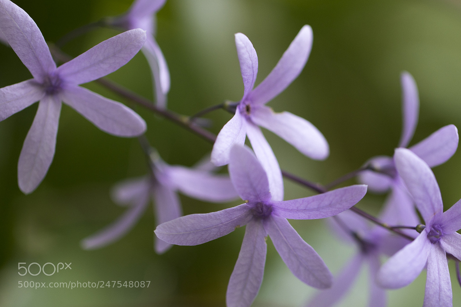 Canon EOS 7D Mark II sample photo. Denver botanic gardens photography
