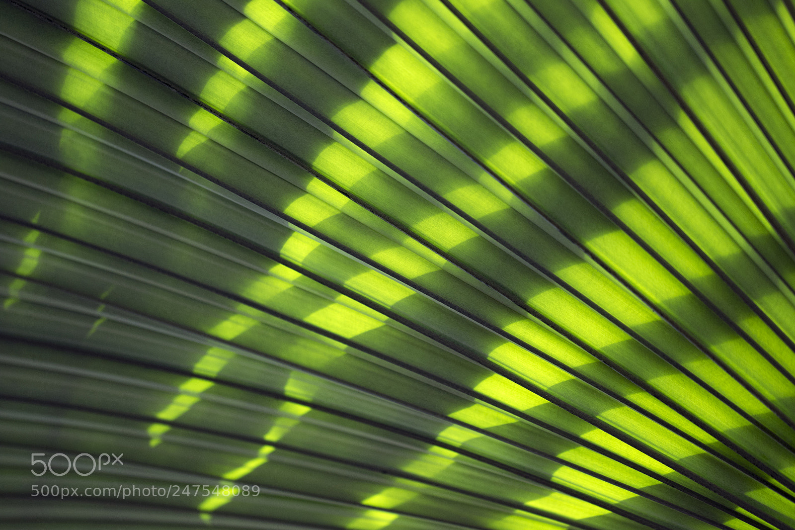 Canon EOS 7D Mark II sample photo. Denver botanic gardens photography