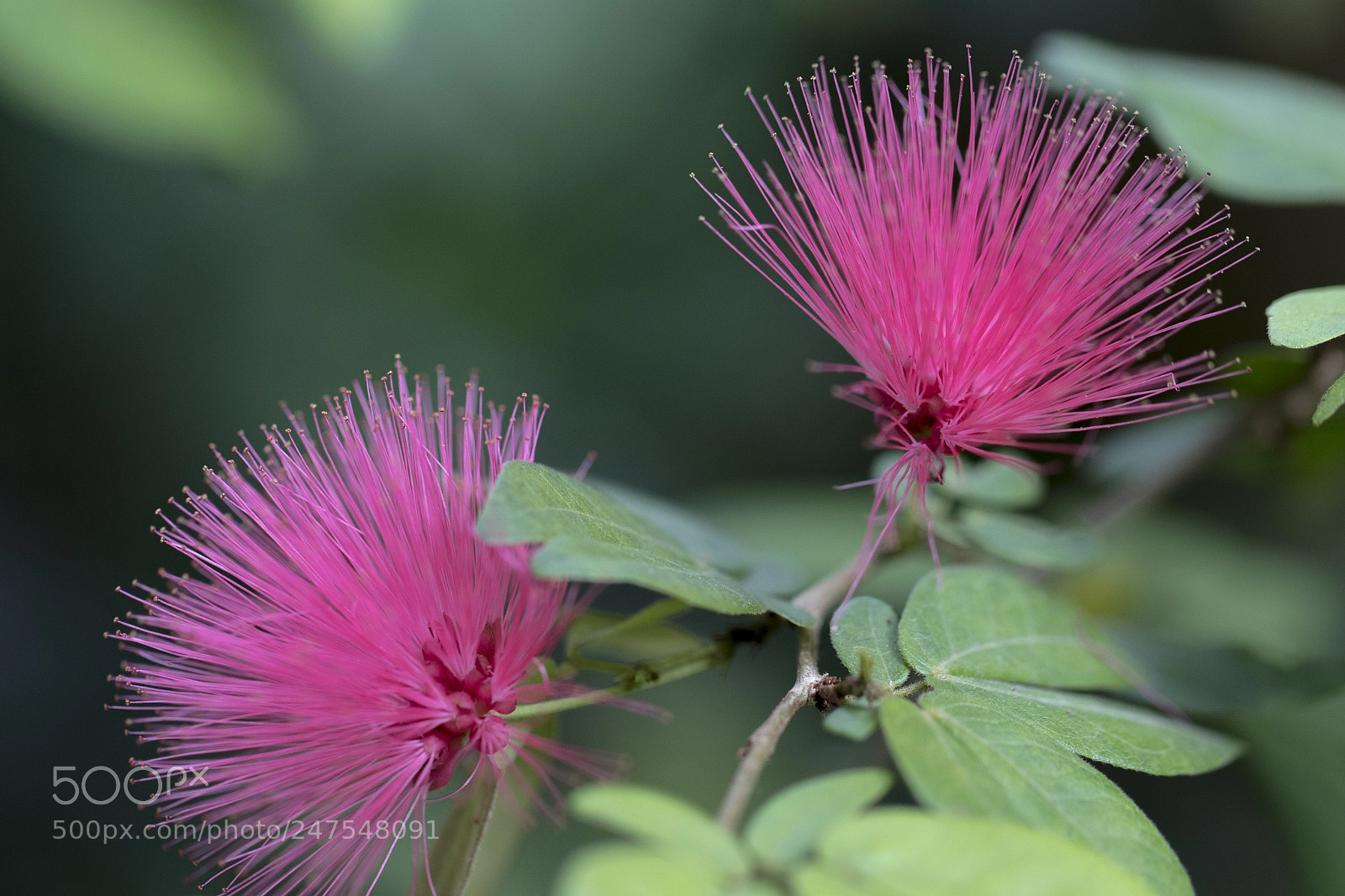 Canon EOS 7D Mark II sample photo. Denver botanic gardens photography